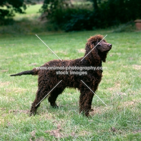 irish water spaniel standing on grass