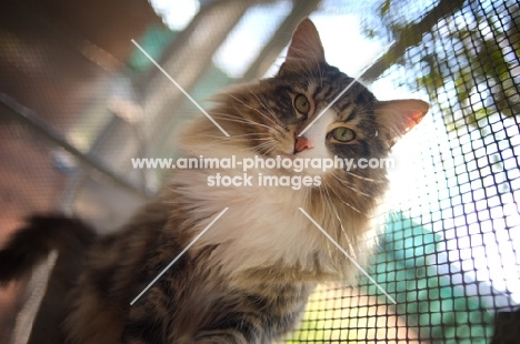 international champion Quadzilla's Sirius sitting on a cat shelf and looking at camera