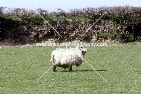 badger face sheep in field