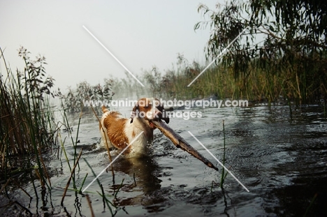 Brittany retrieving branch from water