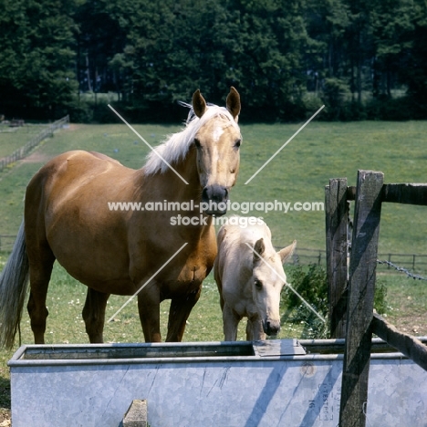 palomino mare and foal at water trough