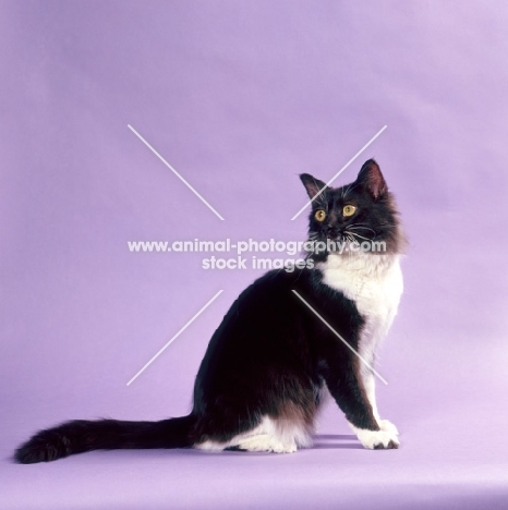 York Chocolate cat on purple background