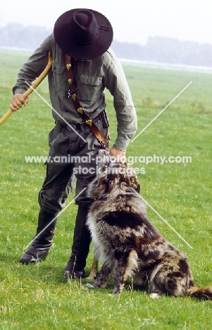 merle Altdeutsche Hutehund (aka Old German Sheepdog, Westerwalder) with shepherd