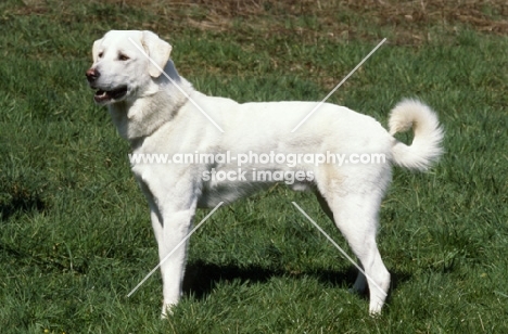white Akbash dog standing proud