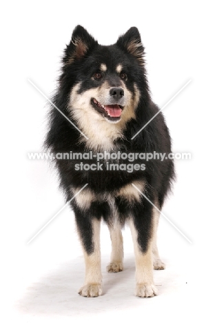 black and cream Finnish Lapphund standing on white background