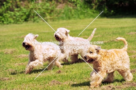 Irish Soft Coated Wheaten Terrier group running