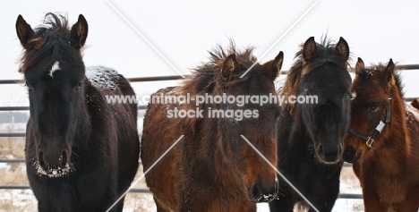 four Morgan horses in winter