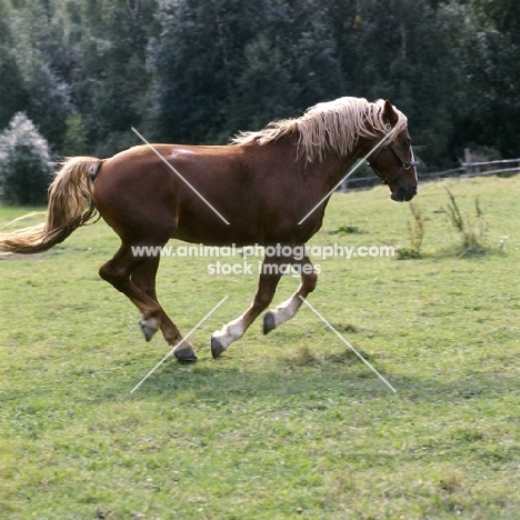 Tito Naesdal, Frederiksborg stallion cantering across field in Denmark