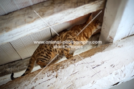 side view of a bengal cat exploring