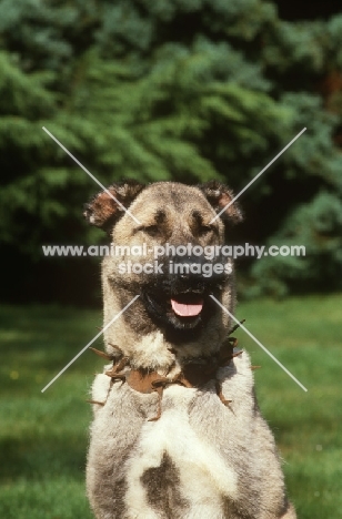 Kangal dog
