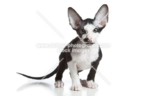 Peterbald kitten looking at camera, 9 weeks