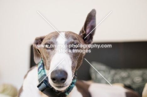 Lurcher, one ear up