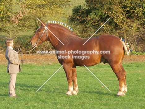 Suffolk Punch posed