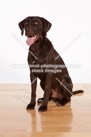 chocolate labrador retriever