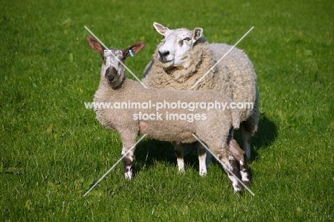 Texel cross ewe with Bluefaced Leicester ram lamb