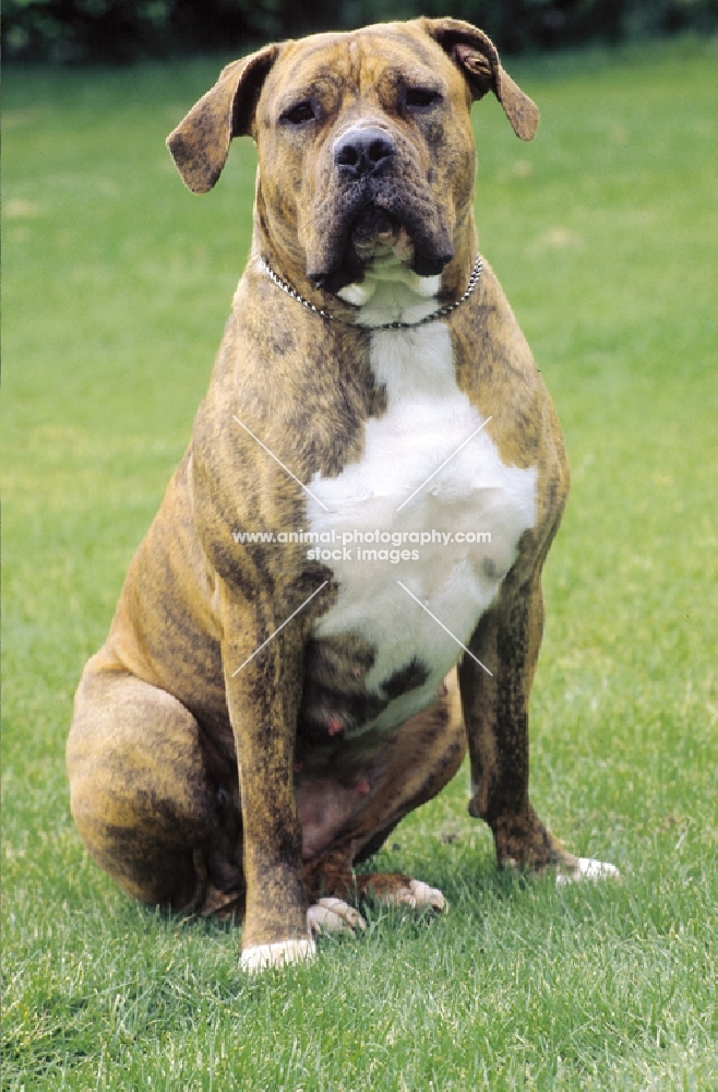 Boerboel South African guard dog