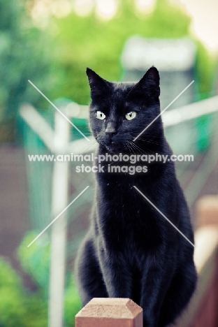 black non pedigree cat on fence