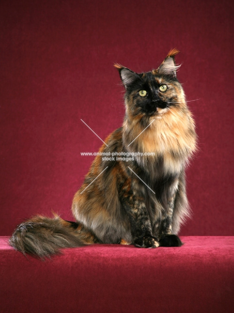 Maine Coon