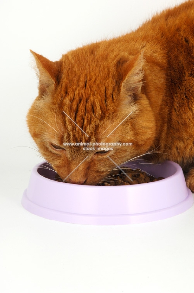 cat eating from a lilac dish