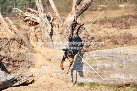 German Pinscher jumping over log