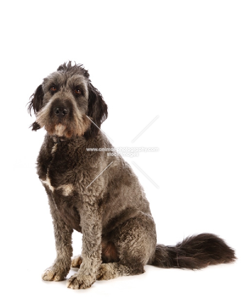 wolfhound cross