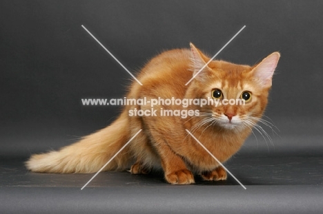 sorrel somali cat looking at camera