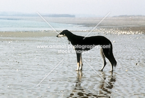 ch burydown hephzibah, saluki on the beach