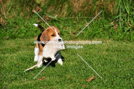 Beagle puppy with rat toy