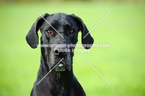 black Great Dane, head study