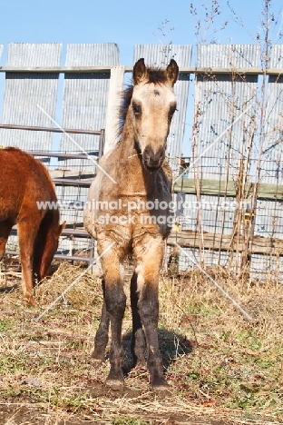 Morgan foal, front view