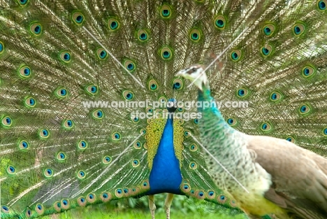 blue peacock displaying plumage for a female