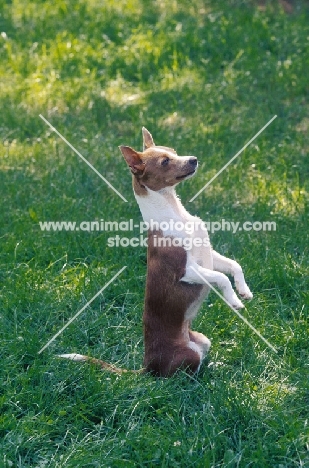 champion podengo portuguese pequeno on hind legs