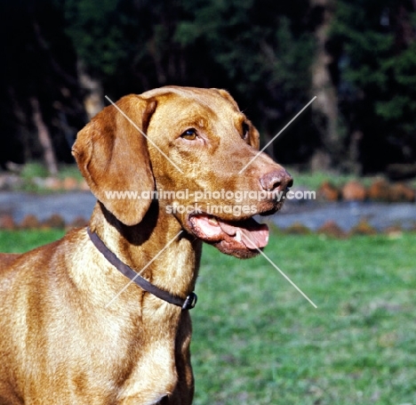 portrait of hungarian vizsla from wolfox