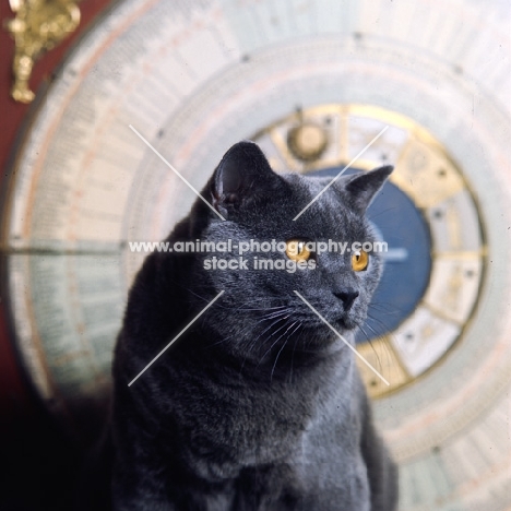 int ch kabbarps belli, british blue cat in front of dial