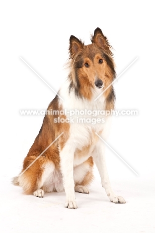 Rough Collie on white background