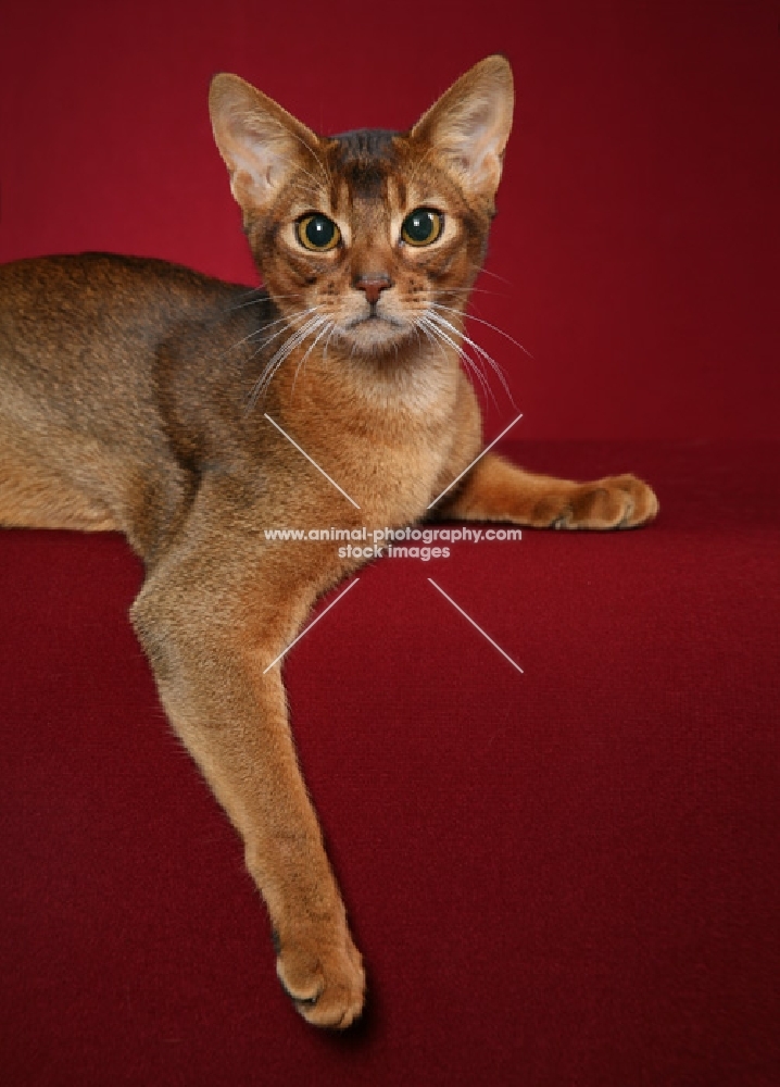 Abyssinian young male looking at camera, medium closeup with arm over edge.