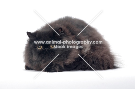 black persian cat, male lying down