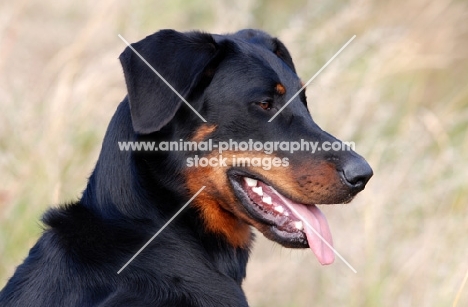 Beauceron profile