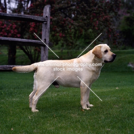 eng/am sh ch receiver of cranspire, famous labrador