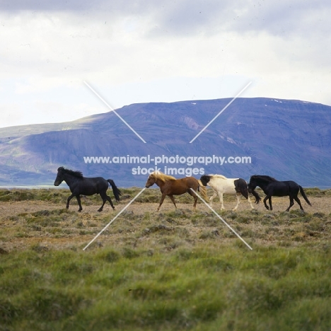Four iceland horses at Sauderkrokur