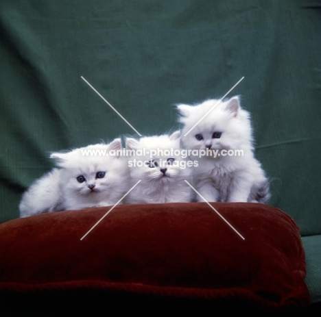 three white Chinchilla kittens