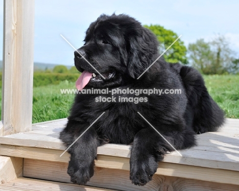 black Newfoundland dog on perch