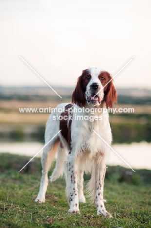 Irish red and white setter