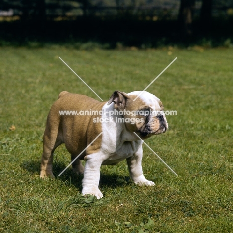 blockbuster noways dual control (nancy),  bulldog pup, 9 weeks old