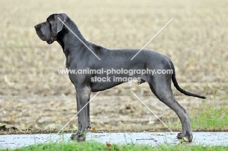 Great Dane posed side view