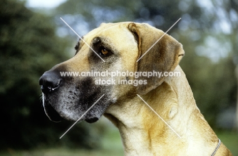 portrait of a great dane from helmlake