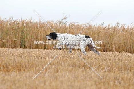 champion pointer pointing