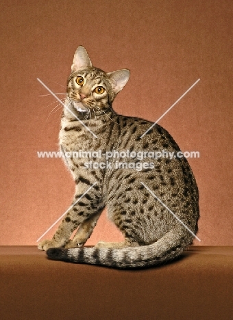 Ocicat sitting down in studio