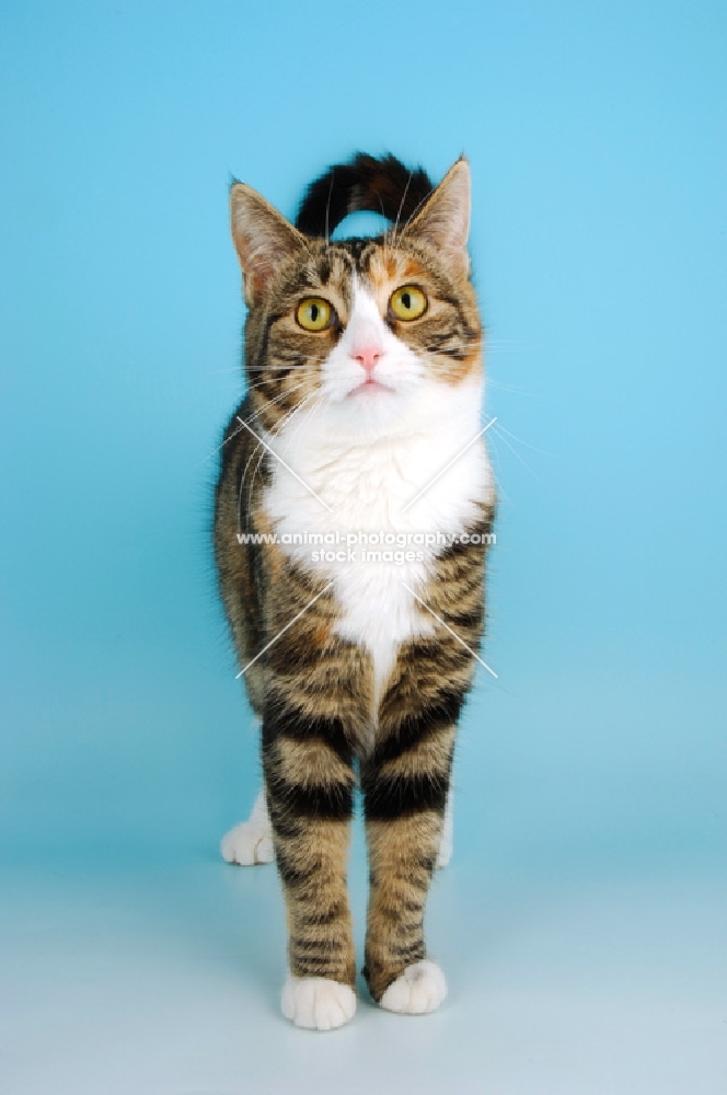 tortoiseshell and white shorthair cat front view