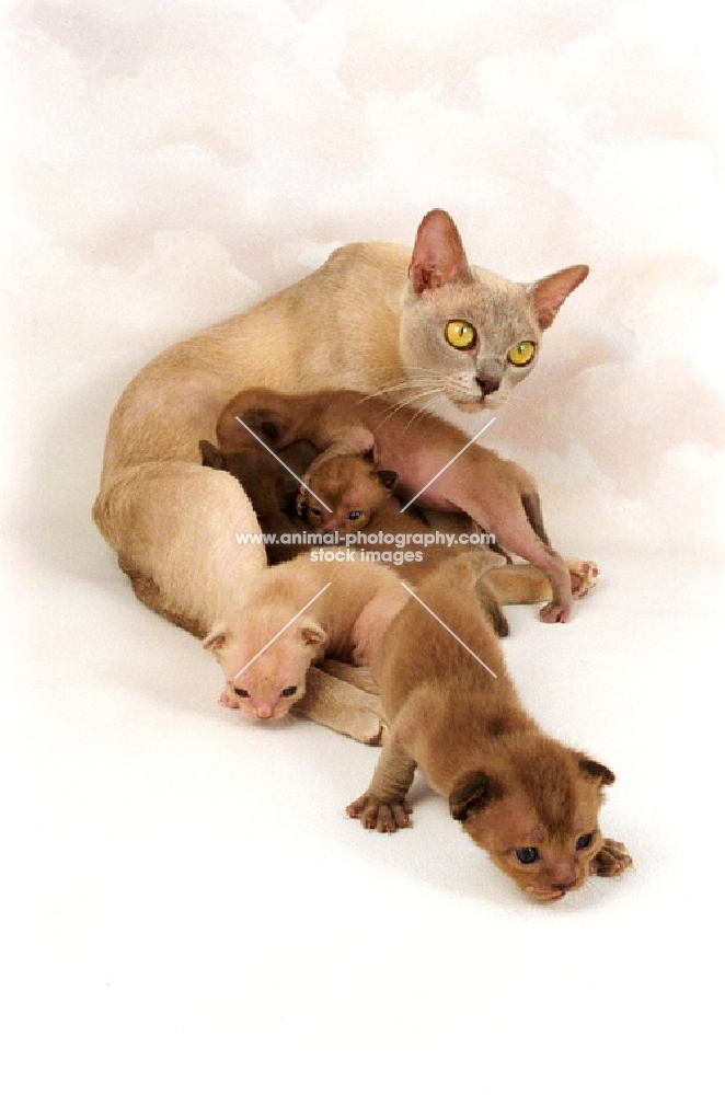 burmese mother and her kittens